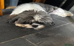 Lhasa Apso dogs for sale: 6 beautiful Lhasa Apso puppies - Image 7
