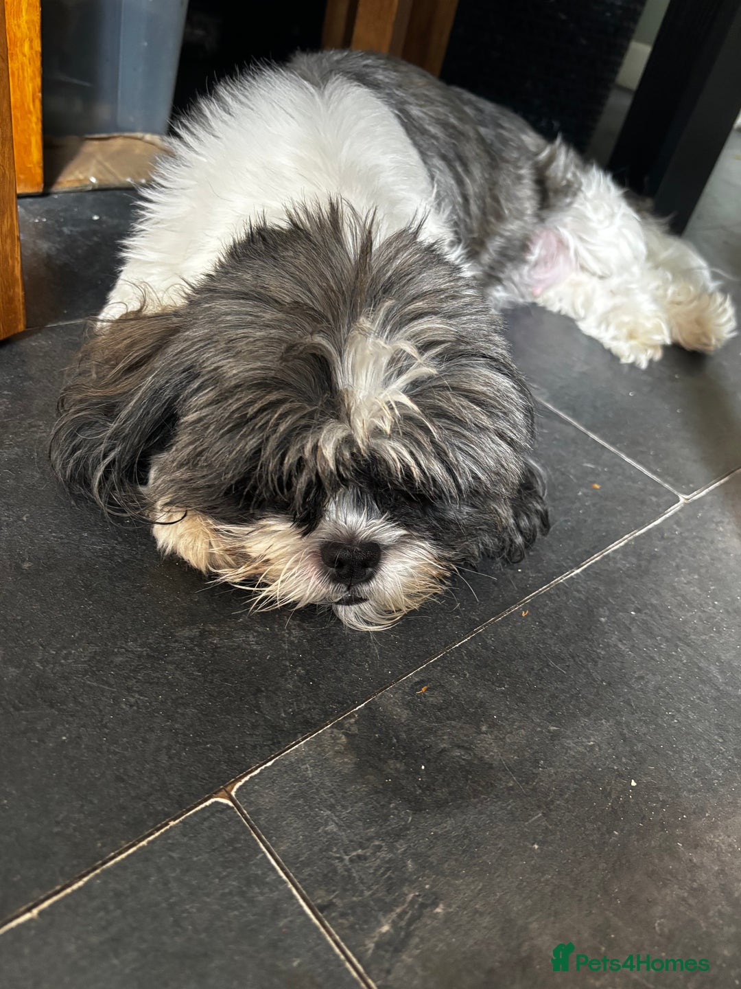 Lhasa Apso dogs for sale: 6 beautiful Lhasa Apso puppies - Image 7
