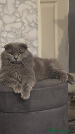 Scottish Fold cats in Shipley - Advert 2