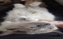 Ragdoll cats for sale: Adult male ragdoll for rehoming  - Image 4