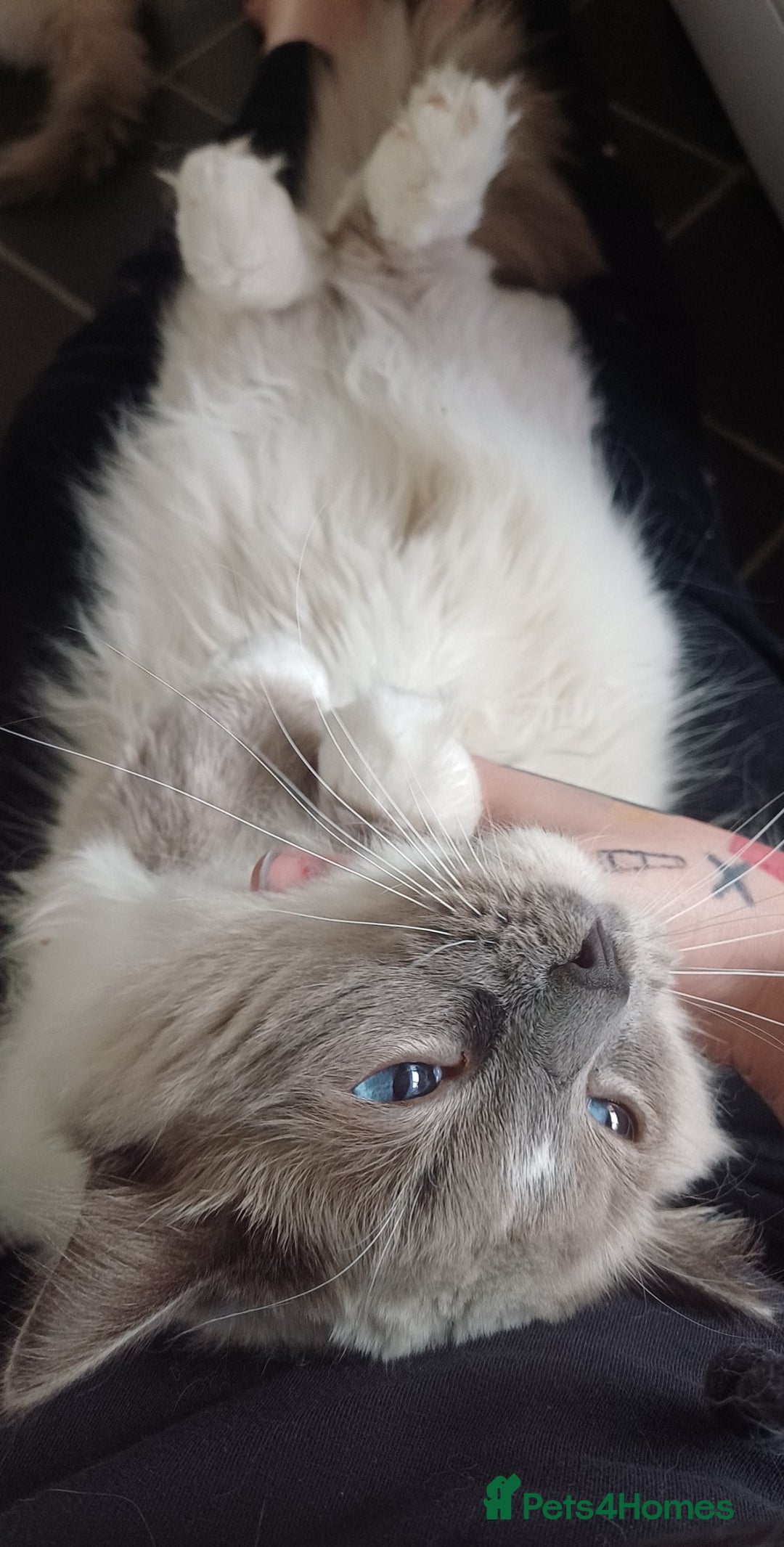 Ragdoll cats for sale: Adult male ragdoll for rehoming  - Image 4