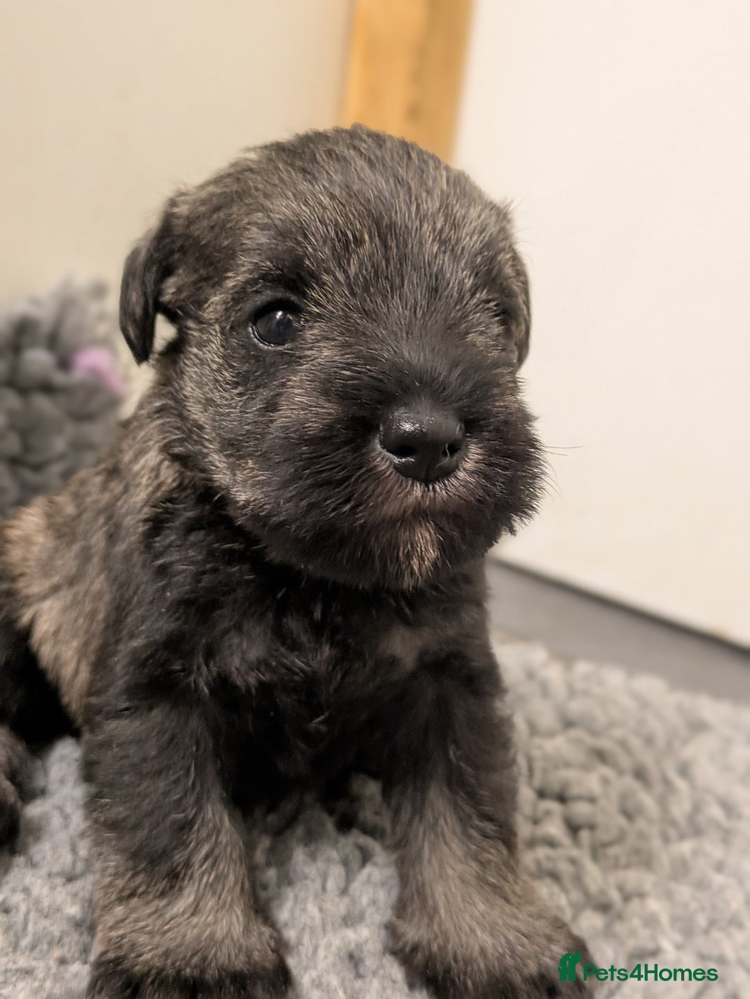 Miniature Schnauzer dogs for sale: Fully Health Tested Clear Miniature Schnauzer Boy - Advert 4
