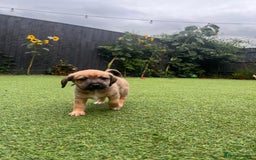 Mixed Breed dogs for sale: Cavapoo x Italian greyhound puppies  - Image 26