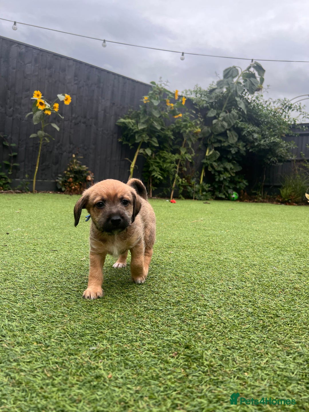 Mixed Breed dogs for sale: Cavapoo x Italian greyhound puppies  - Image 26