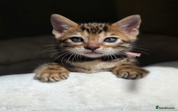 Bengal cats for sale: Gorgeous Pedigree Bengal Kittens  - Image 6