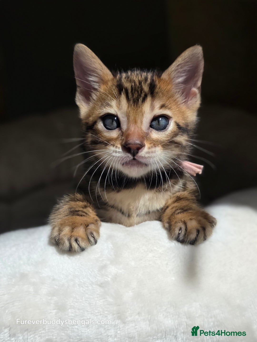 Bengal cats for sale: Gorgeous Pedigree Bengal Kittens  - Image 6