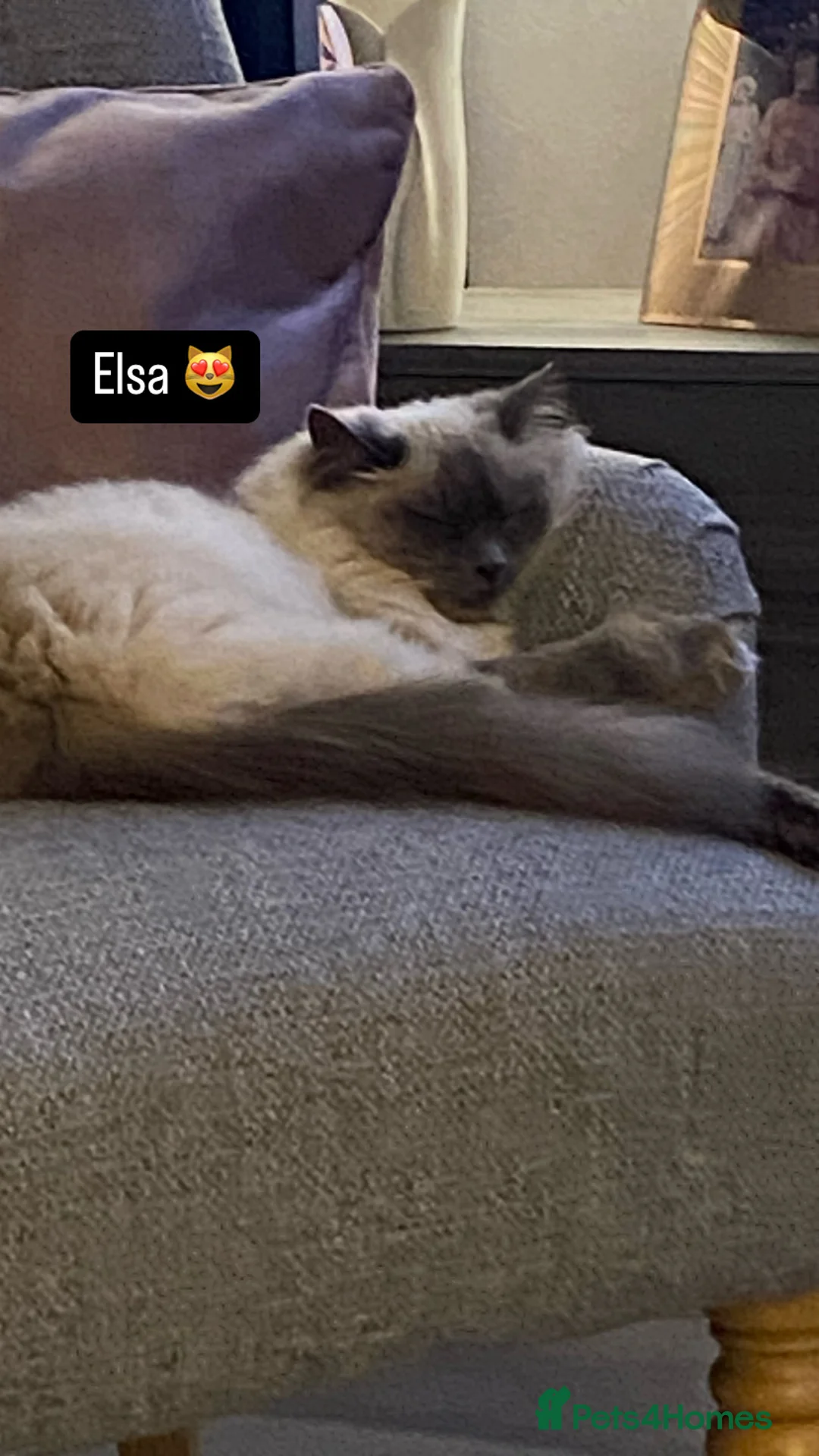 Ragdoll cats for sale: Beautiful Blue Point Ragdoll Kittens for sale - Advert 1