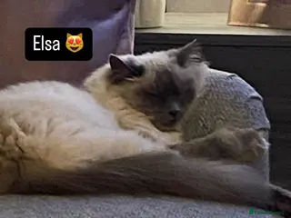 Ragdoll cats Beautiful Blue Point Ragdoll Kittens for sale - Advert 1