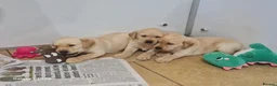 Labrador Retriever dogs for sale: Yellow Labrador puppies - Advert 7