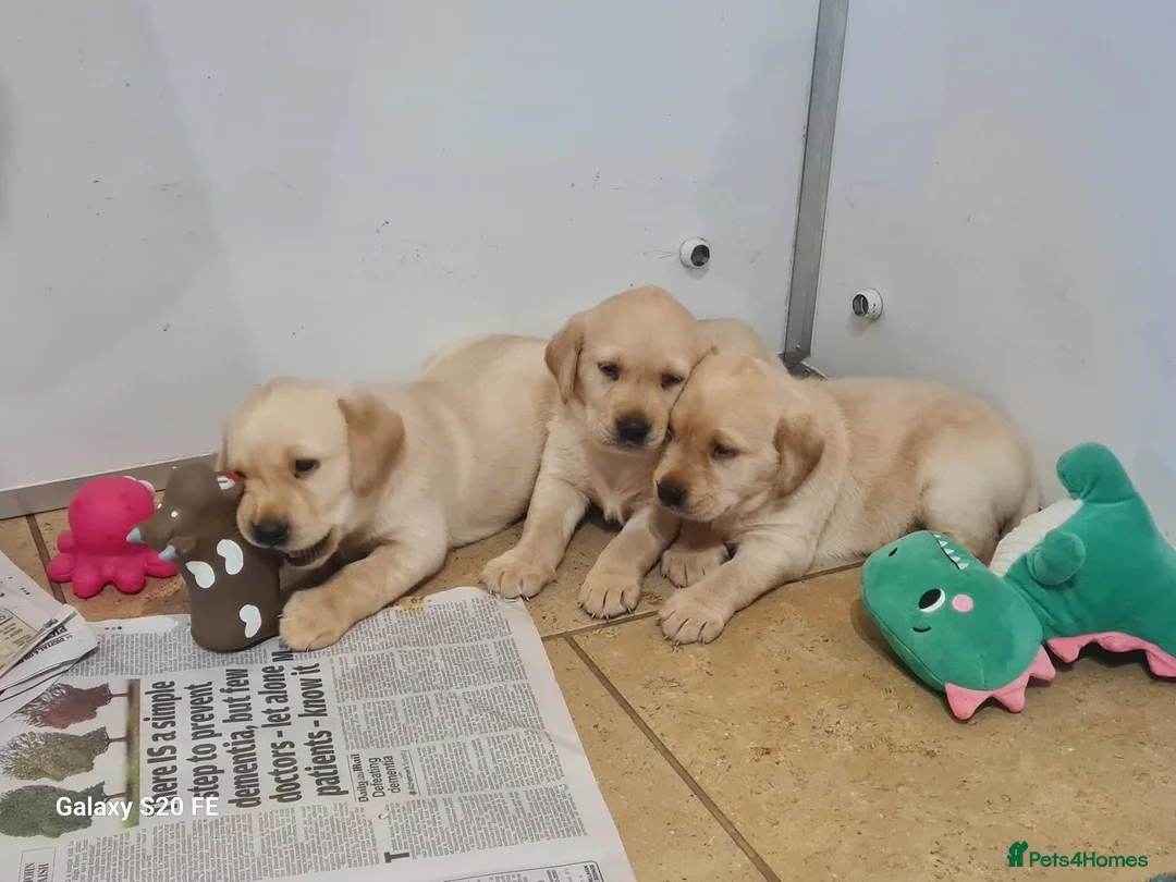 Labrador Retriever dogs for sale: Yellow Labrador puppies - Advert 7