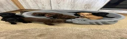 Cocker Spaniel dogs for sale: Fully Kc registered cocker spaniel puppies  - Advert 5