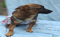 Mixed Breed dogs for adoption: 💖🐶 KNOPA 🐶💖 - Image 12