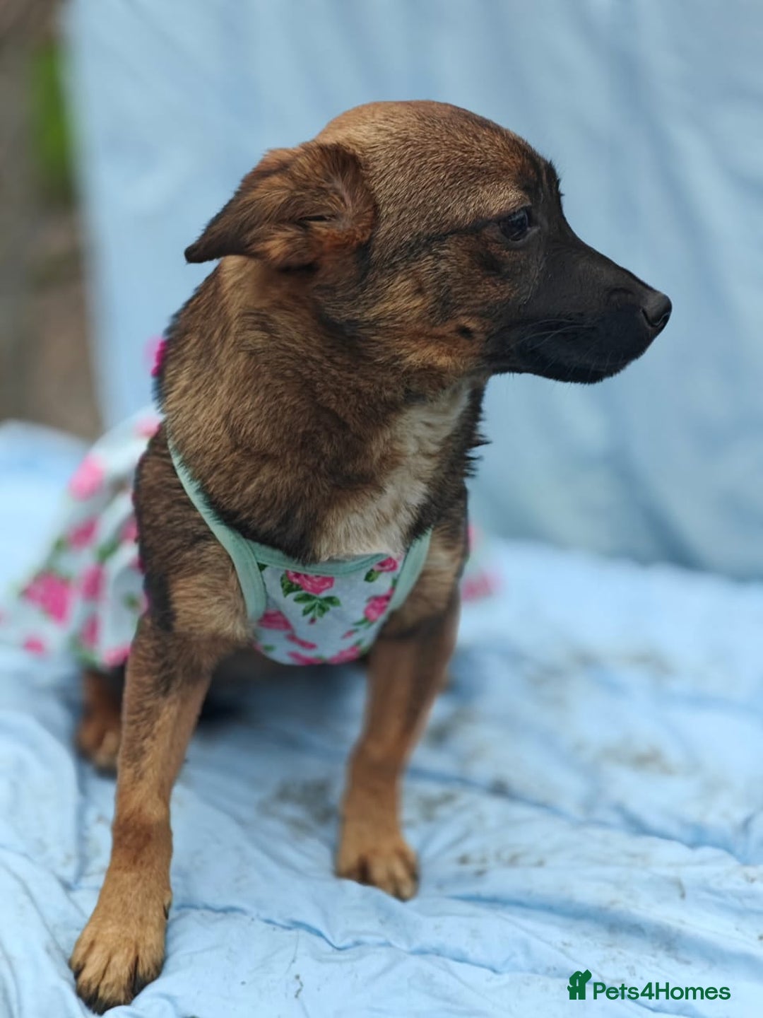 Mixed Breed dogs for adoption: 💖🐶 KNOPA 🐶💖 - Image 12