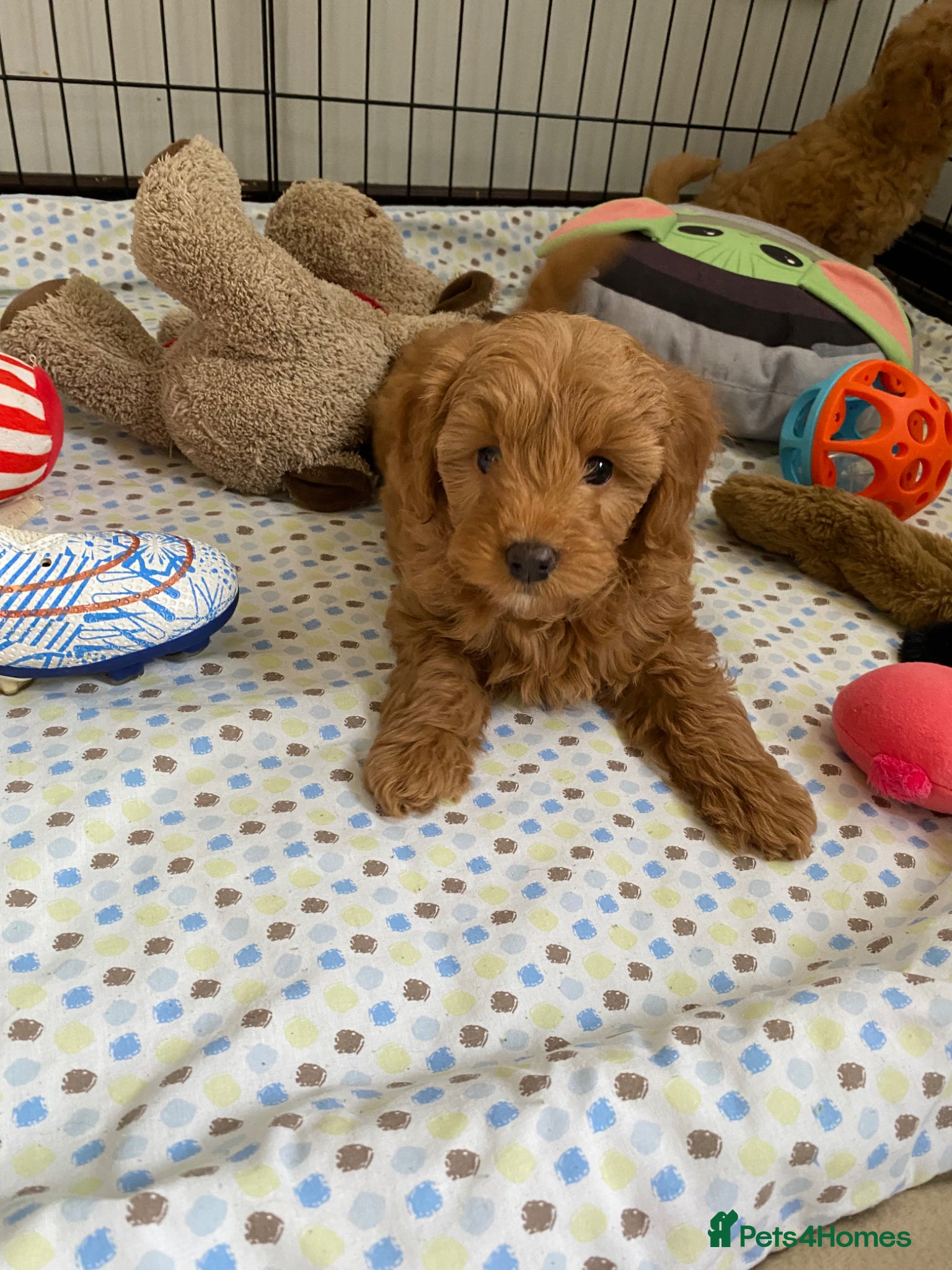 Goldendoodle dogs Miniature F1b Goldendoodle  - Advert 11