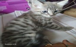 Bengal cats for sale: Bengal kittens very healthy male femal - Image 1