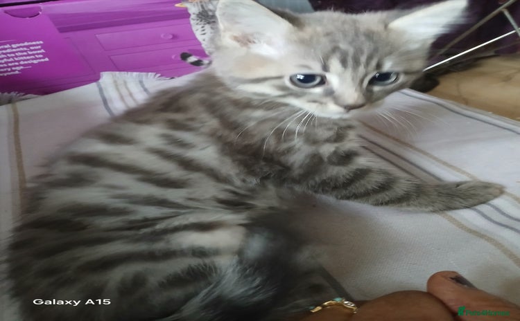 Bengal cats - Advert 8