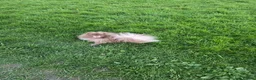 Pomeranian dogs for sale: Royal Kennel Club registered lavender lilac male in Maidstone - Advert 4