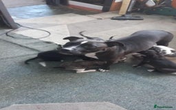 Mixed Breed dogs for sale: Puppies - Image 3