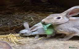 Rex rabbits for sale: Gorgeous rex rabbits - Image 10