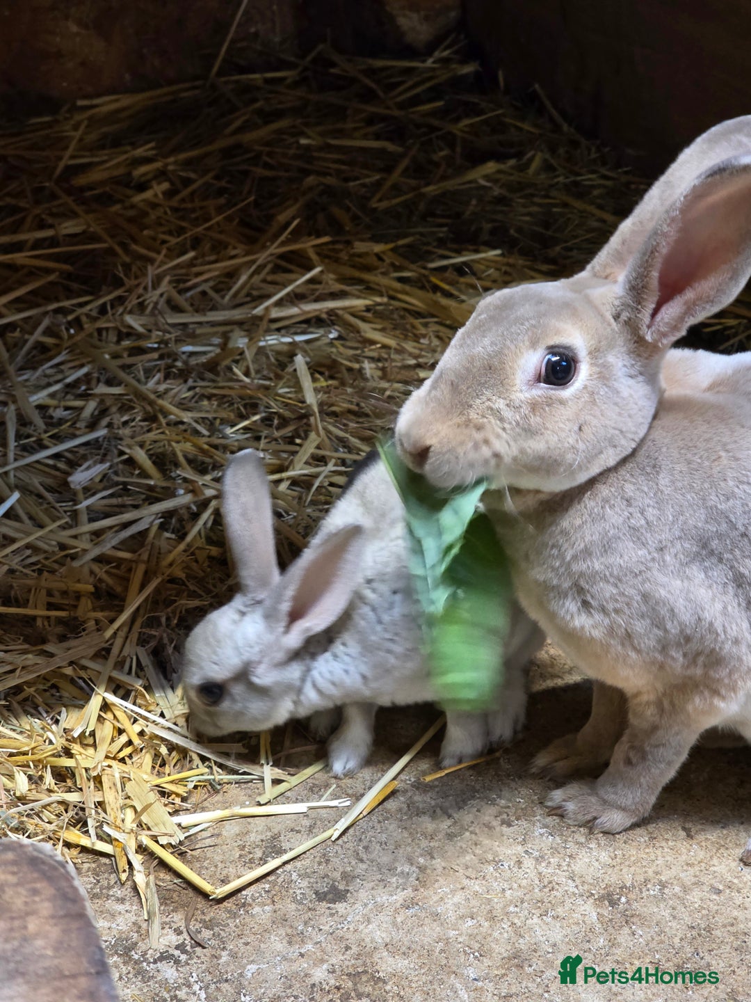 Rex rabbits for sale: Gorgeous rex rabbits - Image 10
