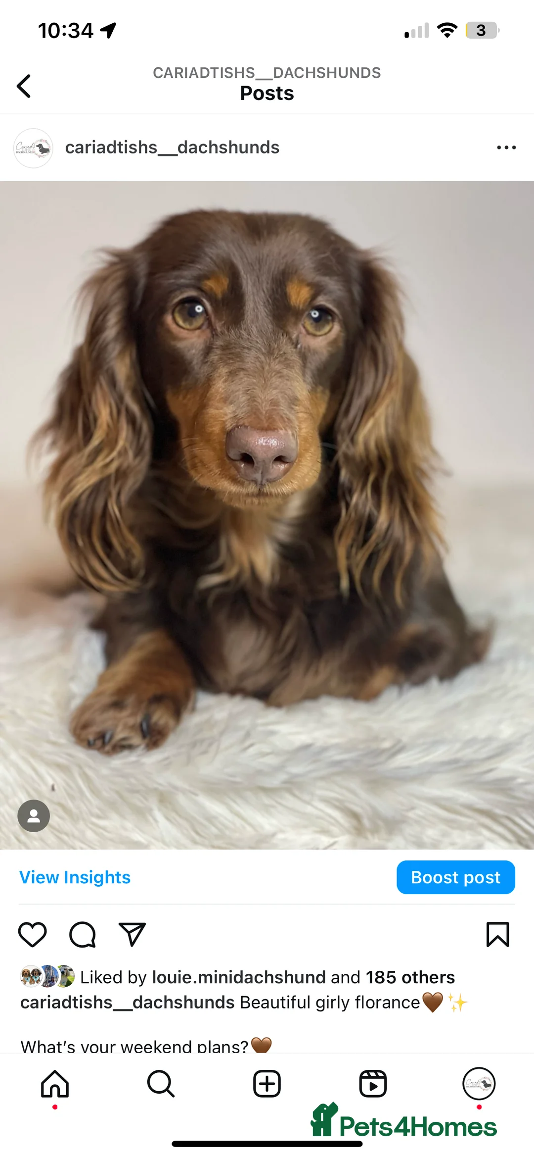 Miniature Dachshund dogs for sale: Miniature Dachshund puppies kc registered  - Advert 1
