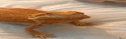 Bearded Dragon reptiles for sale: sweet female bearded dragon - Advert 1