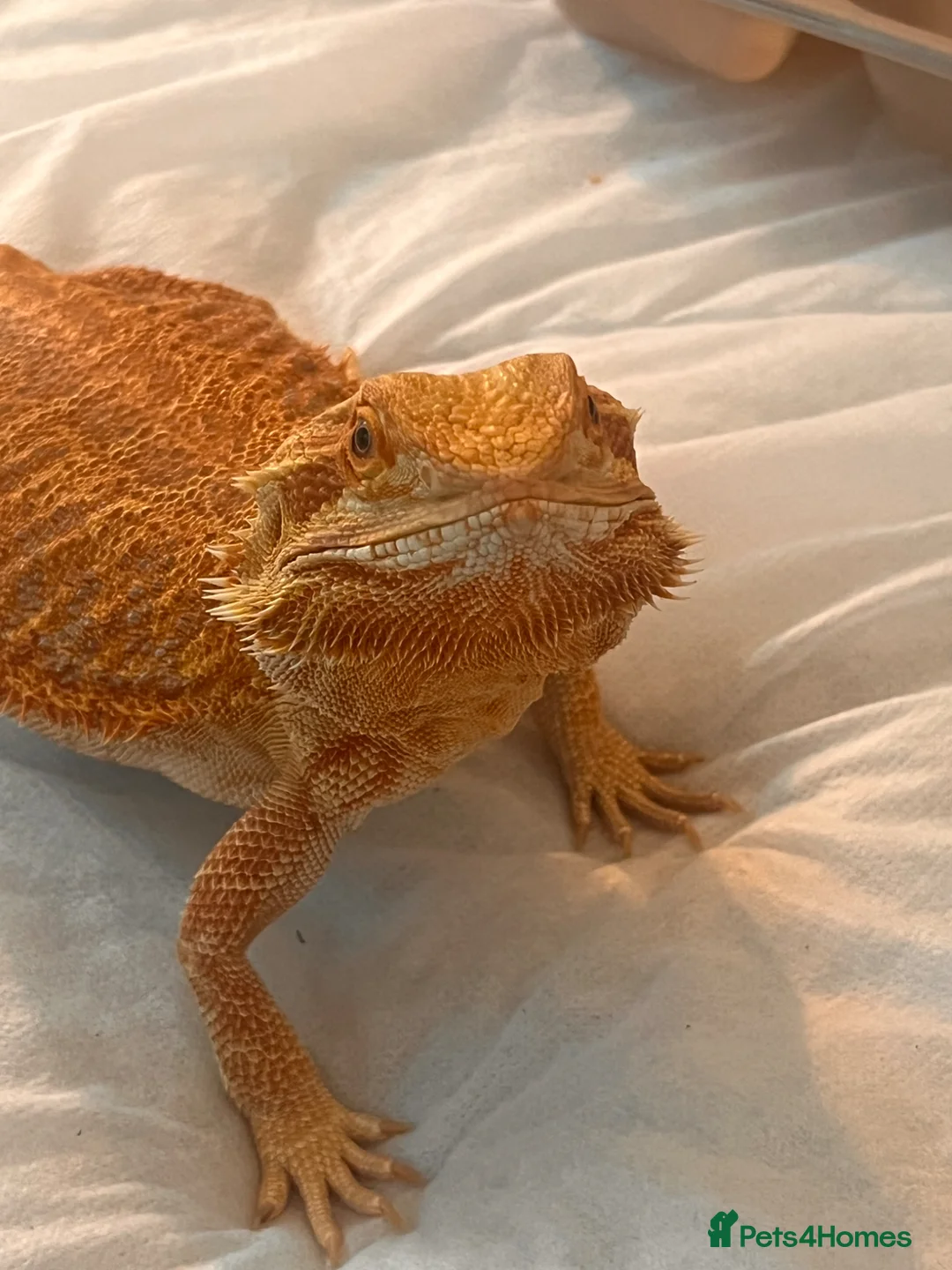 Bearded Dragon reptiles for sale: sweet female bearded dragon - Advert 1