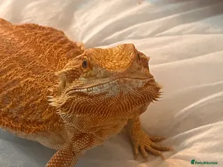 Bearded Dragon reptiles sweet female bearded dragon - Advert 1