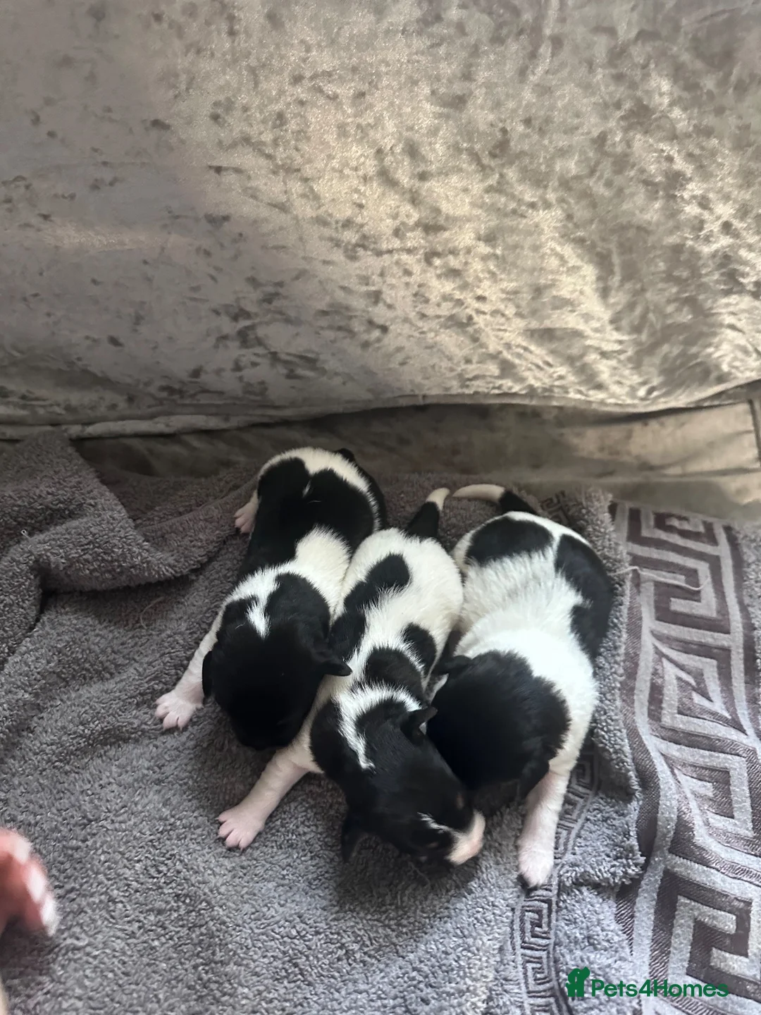 Jack Russell dogs for sale: Traditional shot legged jack rusells - Advert 2