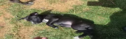 Mixed Breed dogs for sale: Cane corso x American bulldog  - Advert 4
