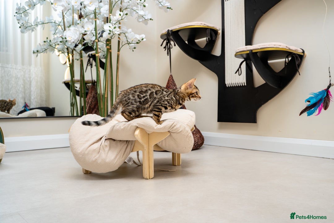 Bengal cats for sale: Top quality Bengal Girl- TICA reg.- AVAILABLE NOW - Advert 14