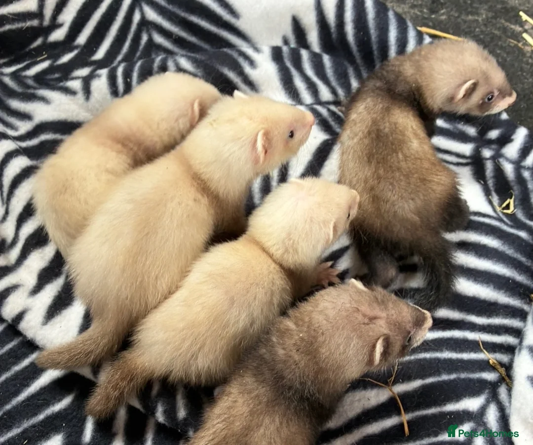 Ferret rodents for sale: Ferret kits  in Kidderminster - Advert 1