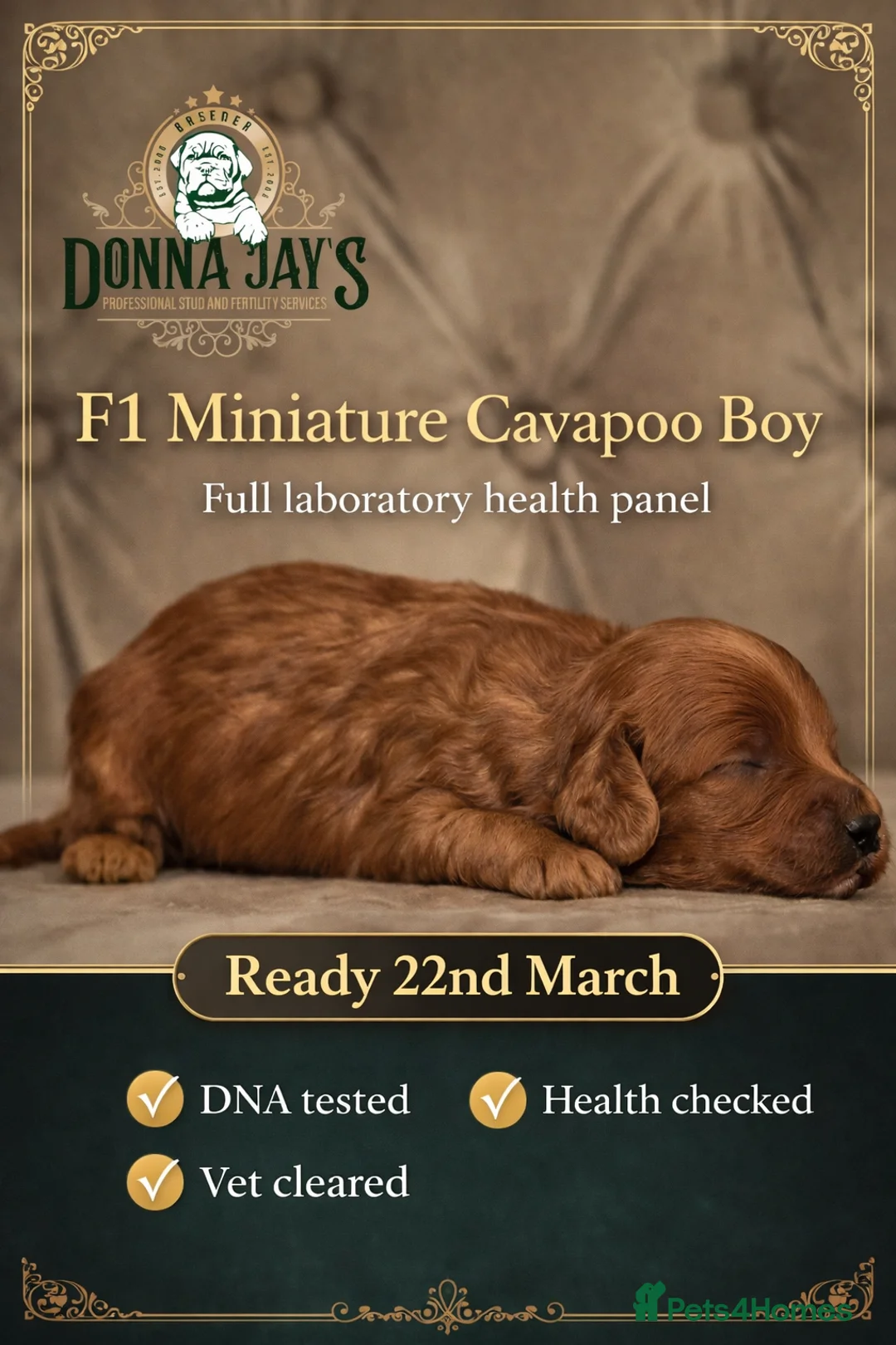 Cavapoo dogs for sale: Donna Jays Celebrity K9s only 1 deep red boy  - Advert 4