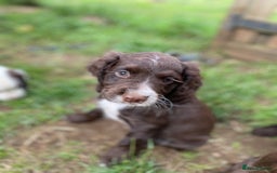 Sprocker dogs for sale: Beautiful F1 Sprocker Spaniel Puppies. in King's Lynn - Image 8