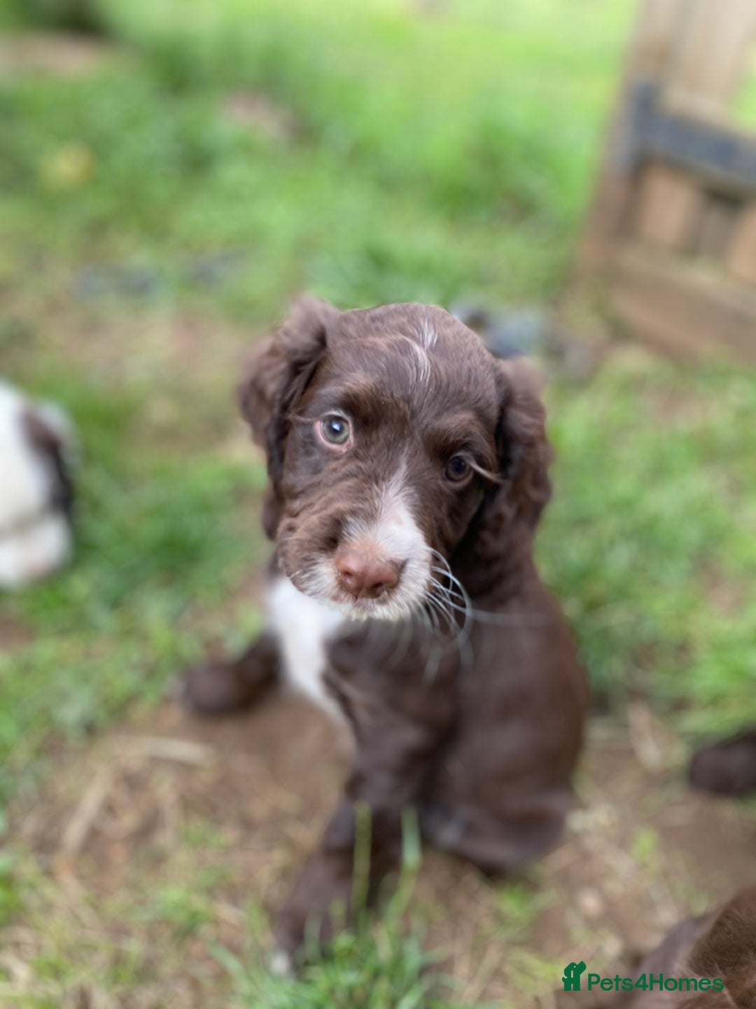 Sprocker dogs for sale: Beautiful F1 Sprocker Spaniel Puppies. in King's Lynn - Image 8