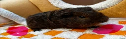 Guinea Pig rodents for sale: Baby Male & Female Guinea Pigs - Advert 3