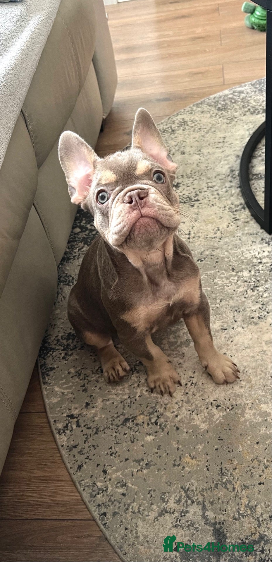French Bulldog dogs KC French bulldog puppy  - Advert 1