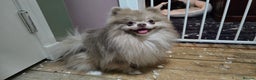 Pomeranian dogs for sale: Puck, lilac merle Pomeranian  - Advert 5