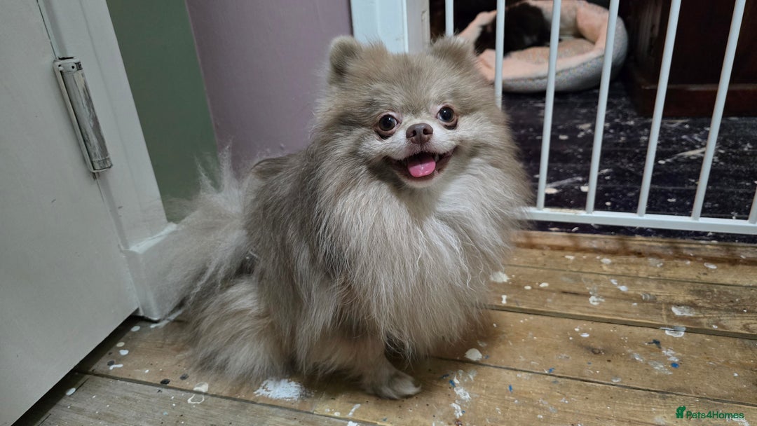 Pomeranian dogs for sale: Puck, lilac merle Pomeranian  - Advert 5