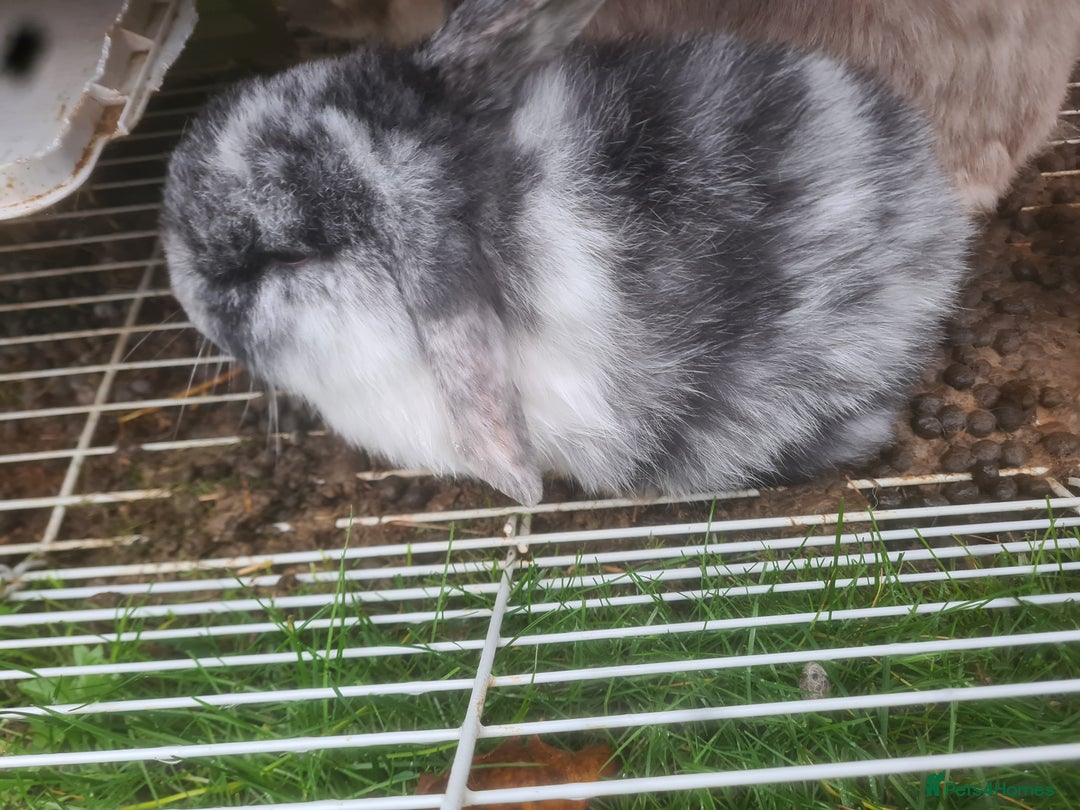 Mini Lop rabbits for sale: Rabbits - Advert 8