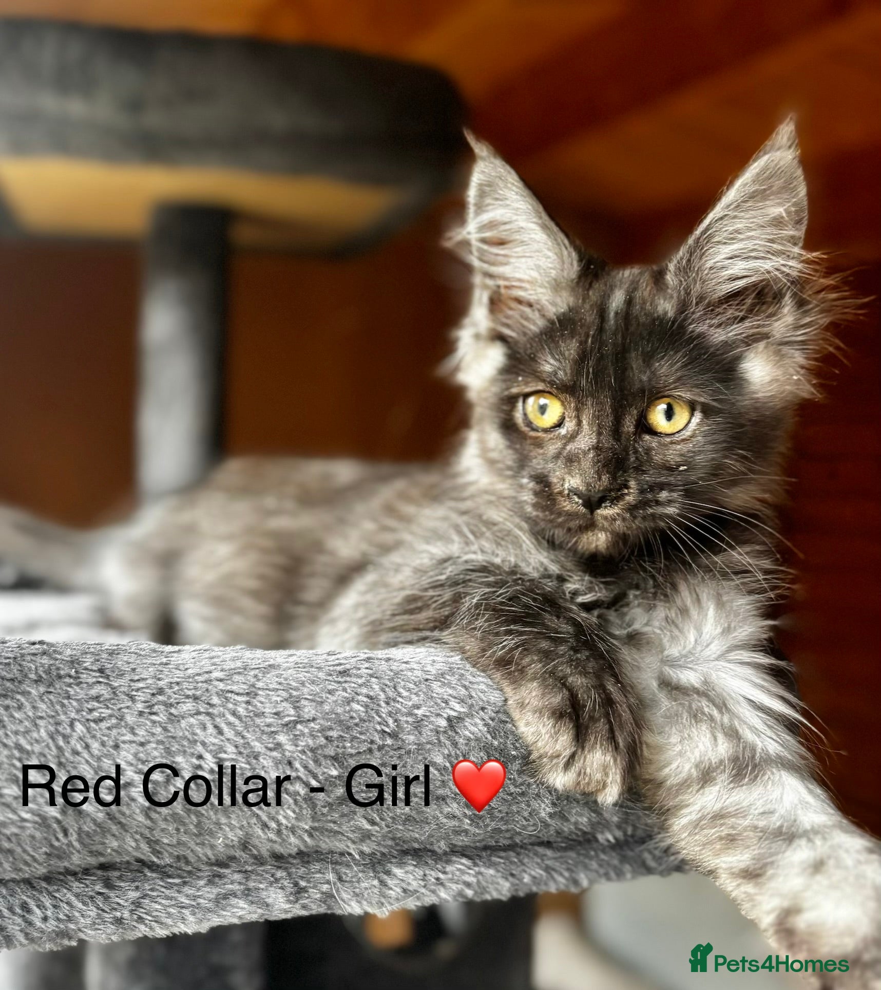 Maine Coon cats GCCF Registered - Grey Smoke Maine Coon Kittens - Advert 16