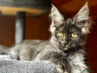 Maine Coon cats GCCF Registered - Grey Smoke Maine Coon Kittens - Advert 16