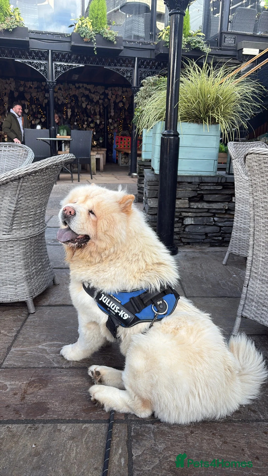 Chow Chow dogs for sale: Male chow chow for sale in Bolton - Advert 3