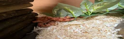 Corn Snake reptiles for sale: Baby corn snake in Caerphilly - Advert 2