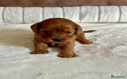 Cavapoo dogs for sale: Extensively Health Tested Cavapoo Puppies  - Image 10