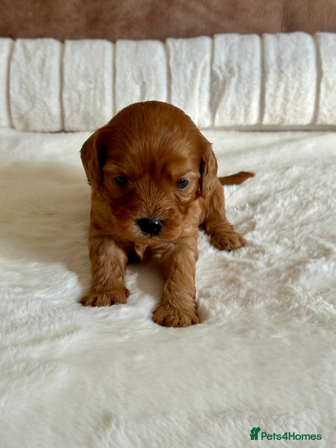 Cavapoo dogs for sale: Extensively Health Tested Cavapoo Puppies  - Image 10