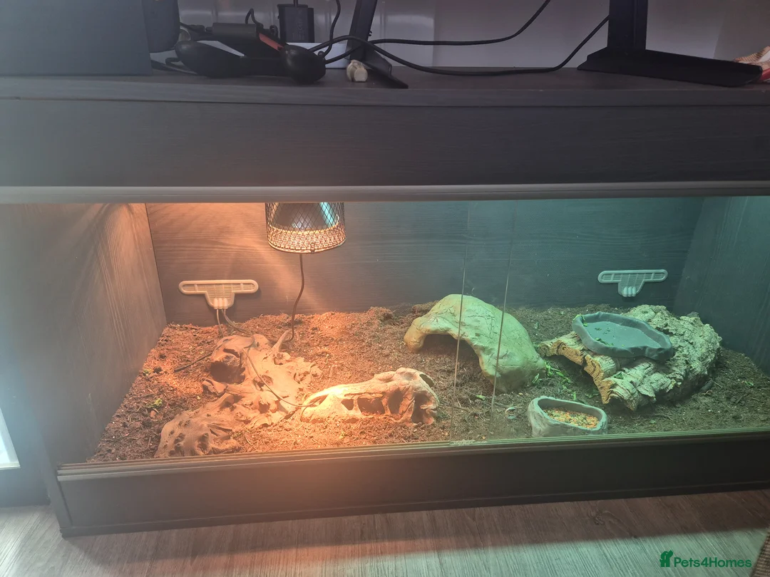 Lizard reptiles for sale: Occelated Uromastyx  - Advert 2