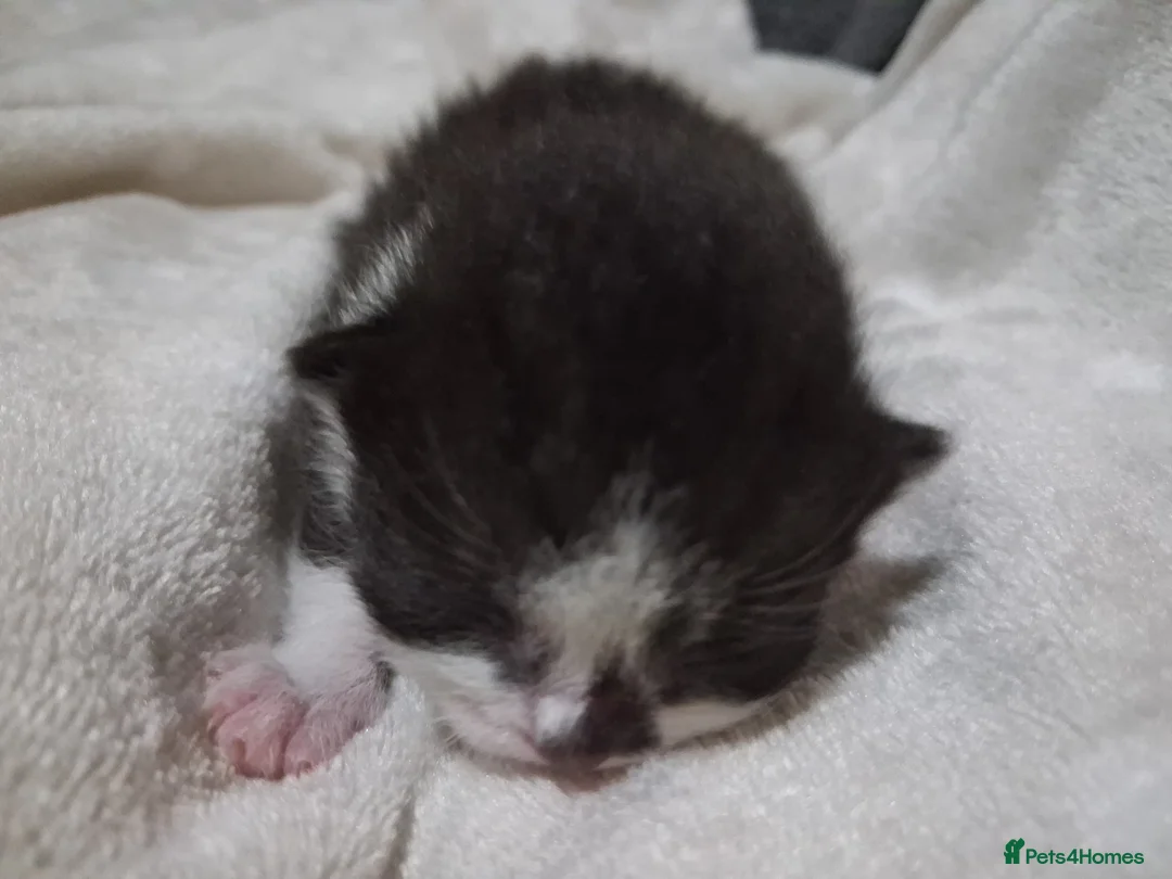 Mixed Breed cats for sale: Mixed kittens for sale  - Advert 7