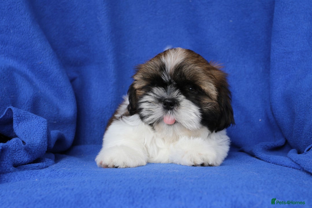 Shih Tzu dogs for sale: Beautiful Shih Tzu Puppies - Image 9
