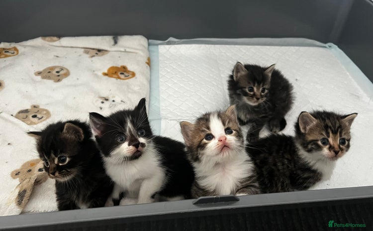 LaPerm cats Long Coat Laperm kittens - Advert 1